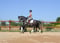 Horse ad