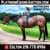 Horse ad