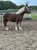 Annonce cheval