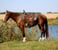 Annuncio cavallo