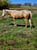 Horse ad