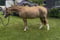 Annuncio cavallo