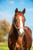 Anuncio de caballos