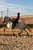 Horse ad