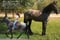 Annuncio cavallo