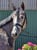 Annuncio cavallo