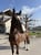 Horse ad