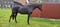 Horse ad
