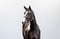 Horse ad