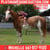 Horse ad