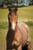 Horse ad