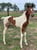 Annuncio cavallo