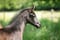 Annuncio cavallo