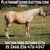 Annuncio cavallo