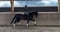 Annuncio cavallo