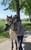 Annuncio cavallo