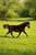Horse ad