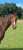 Annuncio cavallo