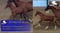 Horse ad