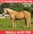 Horse ad