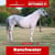 Annonce cheval