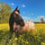 Horse ad