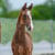 Horse ad