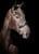 Annonce cheval