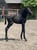Horse ad