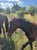 Horse ad