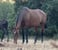 Horse ad