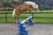 Horse ad