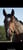 Horse ad