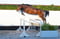 Horse ad