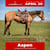 Horse ad