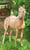 Horse ad