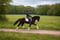 Horse ad