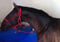 Horse ad