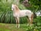 Horse ad