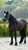 Annonce cheval