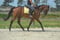 Annuncio cavallo