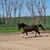 Horse ad