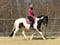 Horse ad