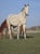 Horse ad