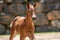 Horse ad