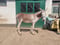 Horse ad