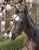 Horse ad