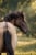 Horse ad