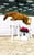 Horse ad