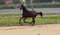 Annuncio cavallo